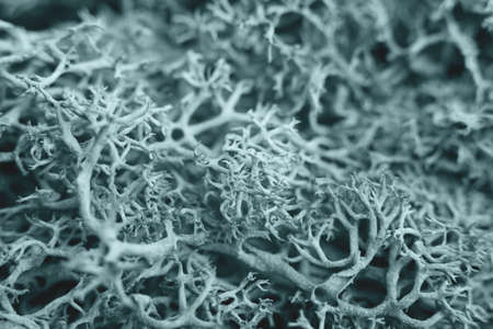 Close up beautiful green sphagnum moss background. Trendy color.の写真素材