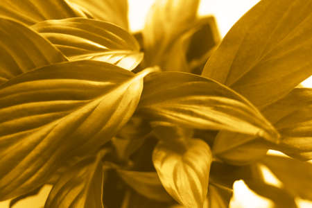 Abstract beautiful background with many yellow leaves. Yellow leaf texture. Selective focus.の写真素材