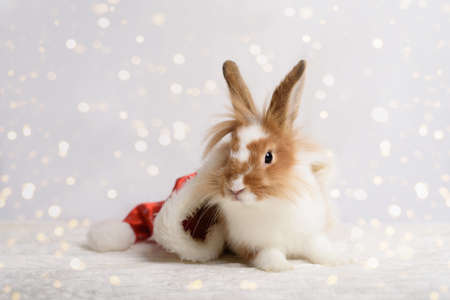 A nice rabbit sitting in Santa hat on white background with blurred bokeh sparkles. Christmas holiday.の写真素材