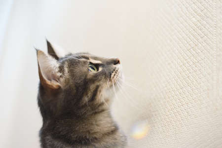 Cute tabby kitten looking up on the beige wall textured background.