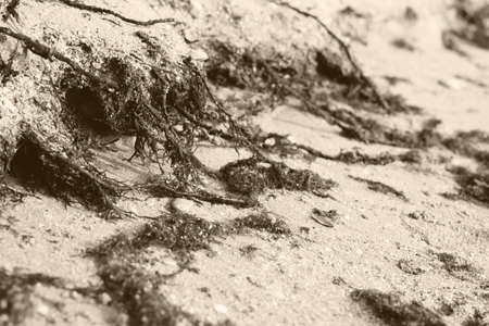 Fragments of seaweed plants lying on sand of the beach.