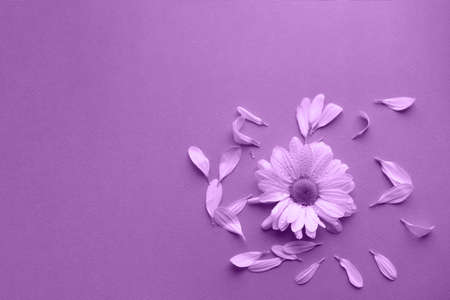 A white beautiful flower on the purple background. Space for text. Color of the year.の写真素材