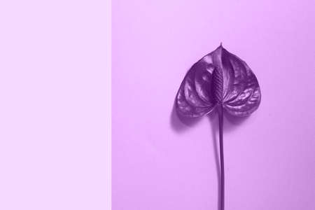 Beautiful anthurium red flower on the trendy purple background. Heart leaf flower. Cute background...