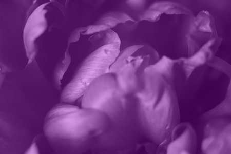 Macro blurred background of beautiful white purple peony for your creative projects.の写真素材