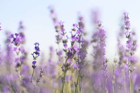 Close up photo of many lavender flowers. Selective focus.の写真素材
