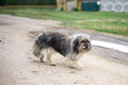 A cute lost dog walking along the countryside roadの写真素材