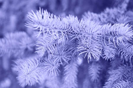 A beautiful fresh twig of the fir tree.の写真素材