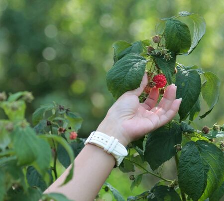raspberriesの写真素材