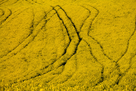 yellow flowers fieldの写真素材