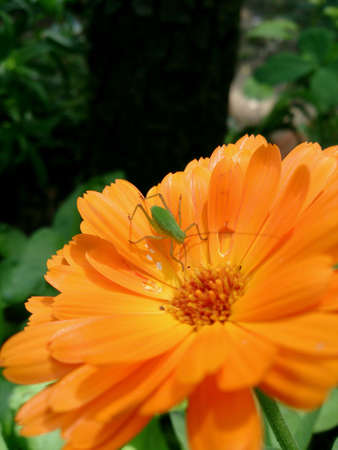 Orange flowerの素材