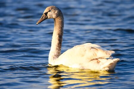 Wild swan on sea waves close upの写真素材