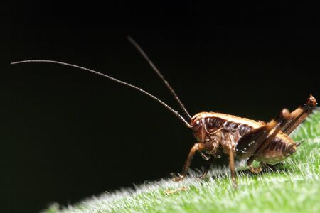 The insect (grasshopper) with long moustaches close up sits on sheetの写真素材