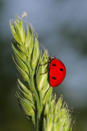 The ladybird c a red back sits on a plant stalk (Macro)