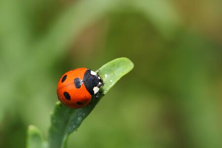 ladybird witg a red spotty armor sits on a tip of a stalk of a grass. Macro