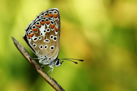 The butterfly with bright wings sits on a blade on a dim green backgroundの写真素材