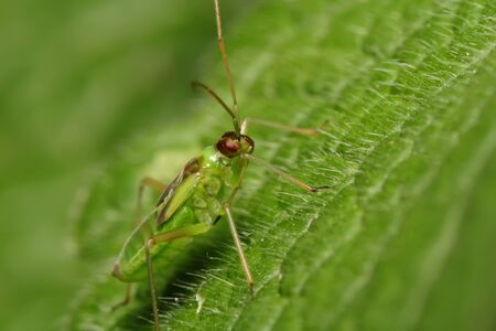 The green bug with red eyes sits on green sheet. Macro