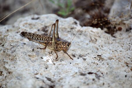 The locust sits on a stone among vegetation. Macroの写真素材