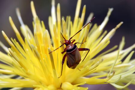 The bug with long moustaches sits in a yellow flower. Macroの写真素材