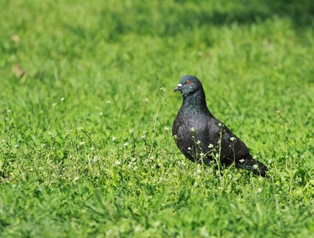 The pigeon costs on a green grassの写真素材