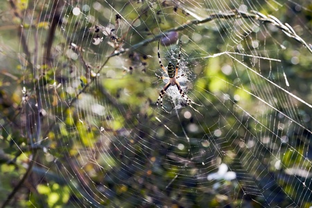 The web shined with the sun with a spider in the centerの写真素材