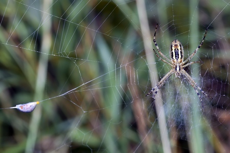 Spider in the center of a web and its food - the ladybug who has been rolled up in a webの写真素材
