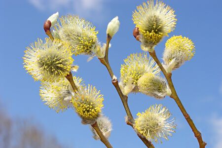 The branches of a willow tree on the background of blue spring sky 