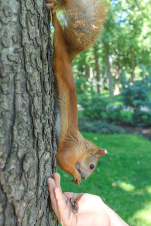 wild red squirrel eating from man hands sitting on tree in park at summer, spring or autumn