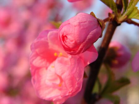Spring color.の写真素材