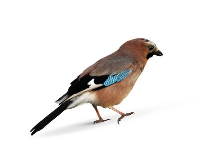 Side view of a Eurasian Jayの写真素材
