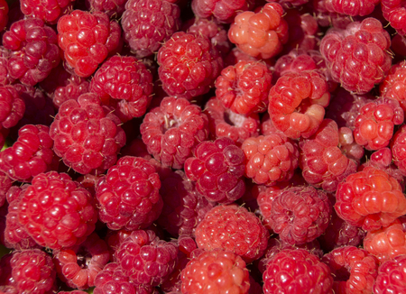 raspberriesの写真素材