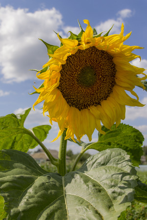 Save Download Preview Sunflower field over cloudy blue sky. Sunflower, Sunflower blooming, Sunflower fieldの写真素材