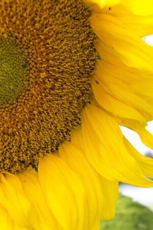 Sunflower close up. Bright yellow sunflowers. Sunflower background.の写真素材