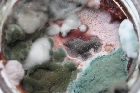 Top macro view of mold jamの写真素材
