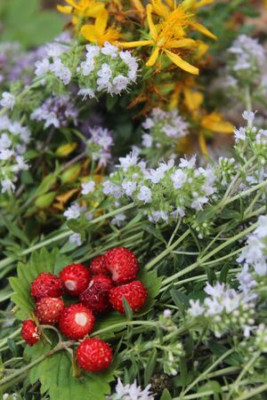 Wild strawberries with fresh herbs- thyme and Hypericum perforatumの写真素材