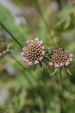 Pink forest flower in the grassの写真素材