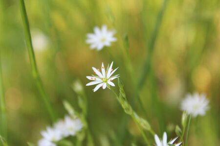 Small white flower on blurred green backgroundの写真素材