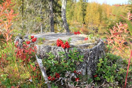 cowberryの写真素材