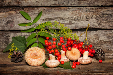 mushrooms and twig rowan on a background wooden wallの写真素材