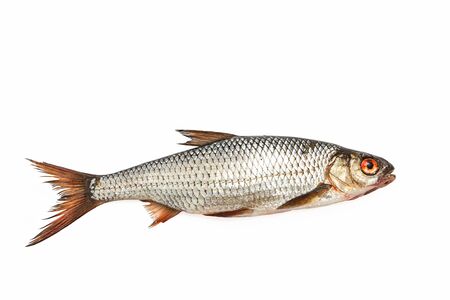 Raw fish on a white background