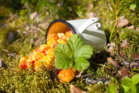 Ripe cloudberry crumbled from a metal mug on mossの写真素材