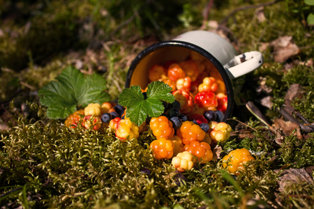 Ripe cloudberry crumbled from a metal mug on moss