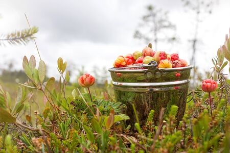 Ripe cloudberry in a bucket in the swamp.の写真素材
