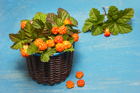Ripe cloudberry on a blue background