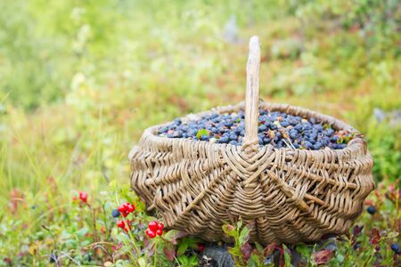 Basket full of wild berries in the forestの写真素材