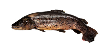 Trout on a white backgroundの写真素材
