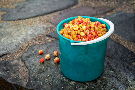 A full bucket of cloudberries. Russia. Karelia