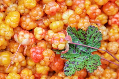 Karelian cloudberry. Berry backgroundの写真素材