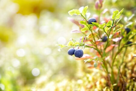 Blueberries grow in the forest on a sunny day. Karelia. Russiaの写真素材