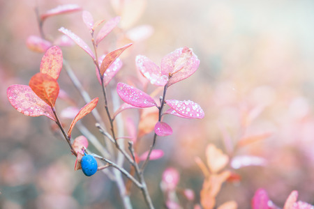 Colors of autumn. Blueberries grow in the forest. Karelia. Russiaの写真素材