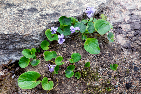 Wild violet grows in a forest near a large stoneの写真素材